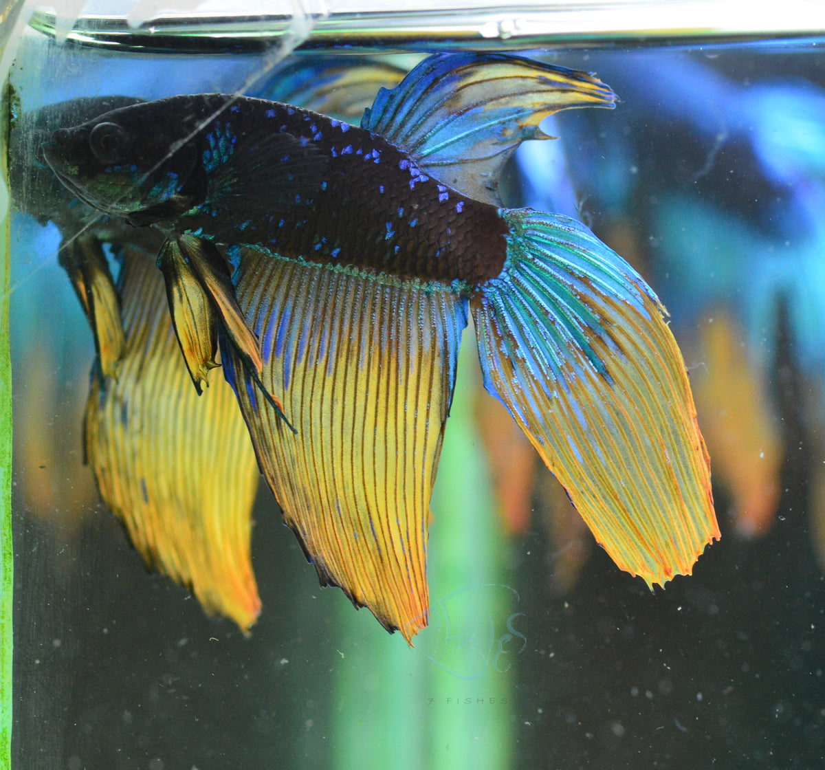 Avatar Veiltail Male