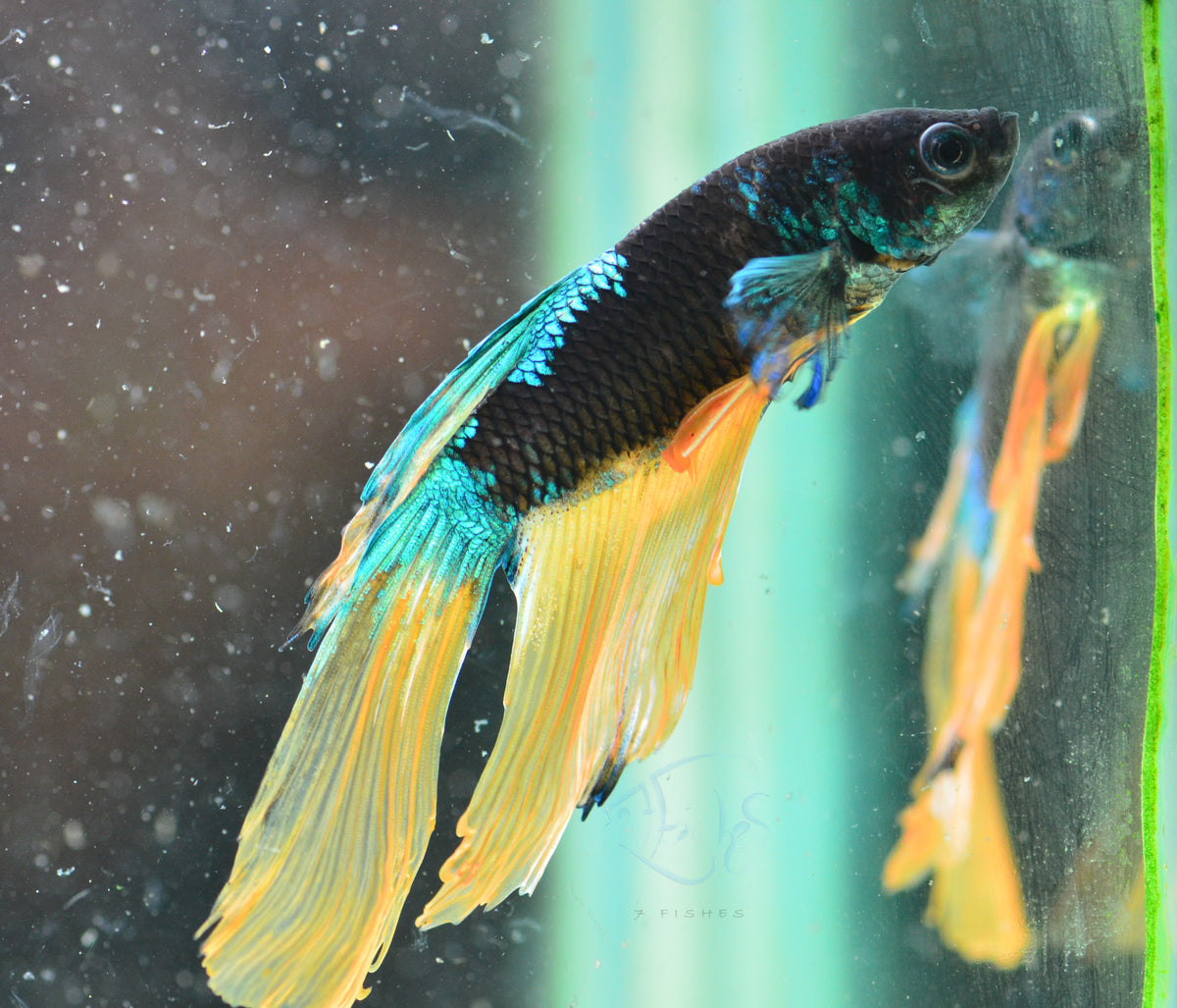 Avatar Veiltail Male