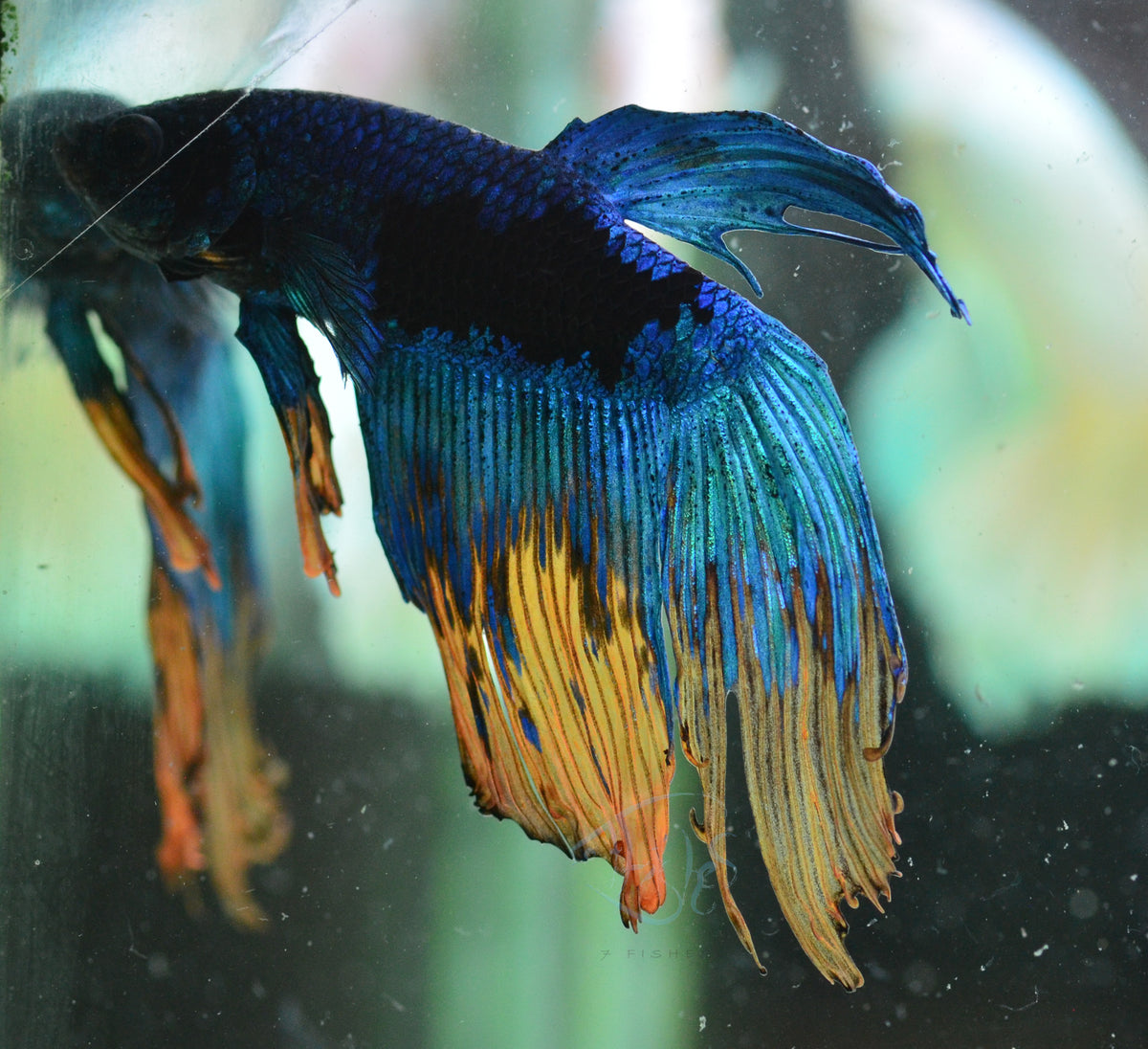 Avatar Veiltail Male