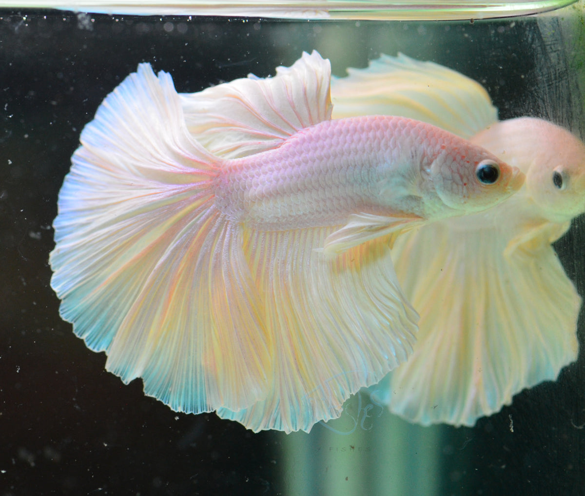 Platinum Halfmoon Male