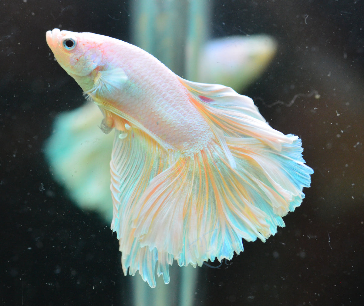 Platinum Halfmoon Male
