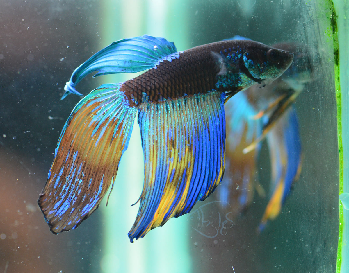 Avatar Veiltail Male