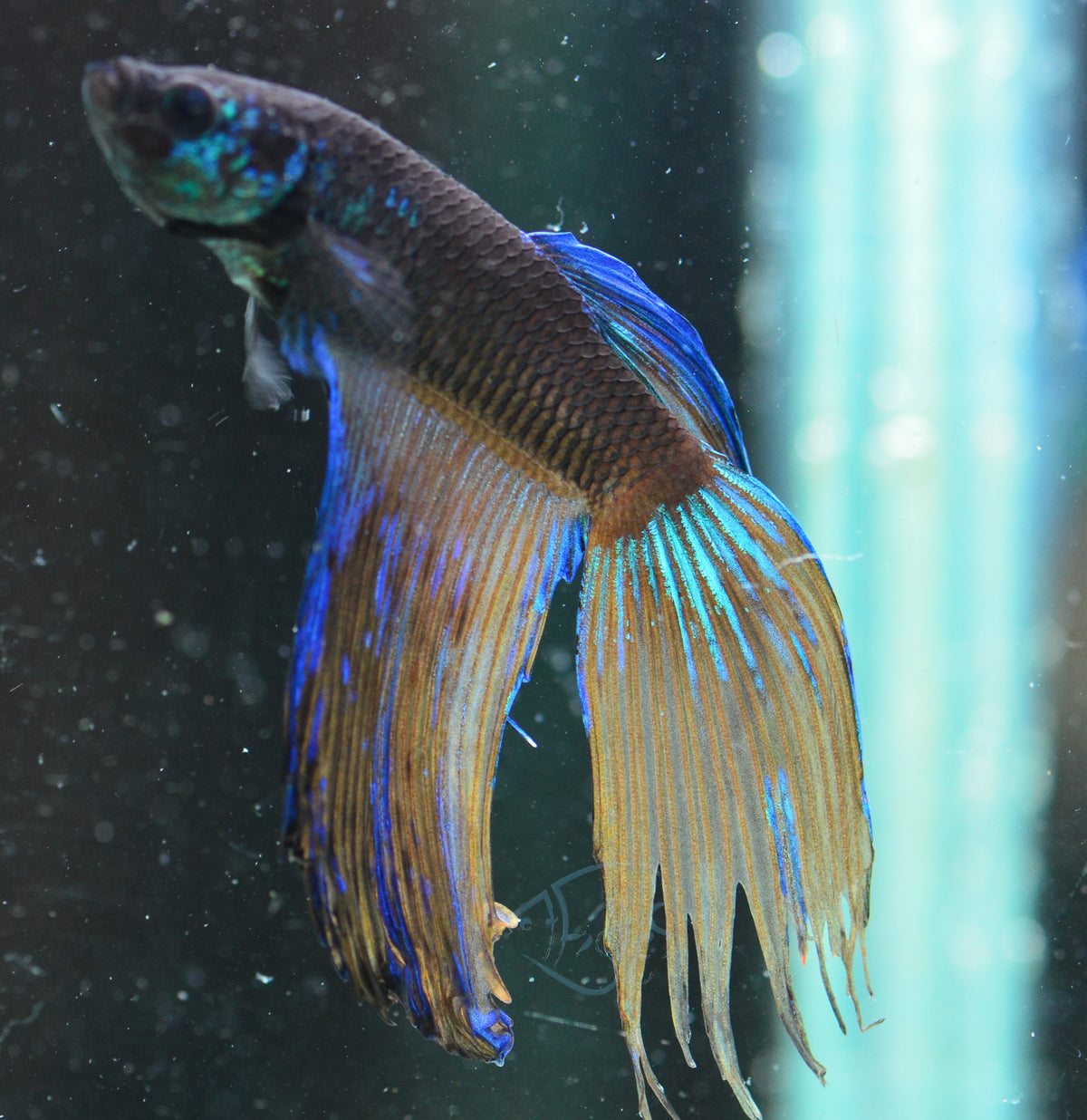 Avatar Veiltail Male