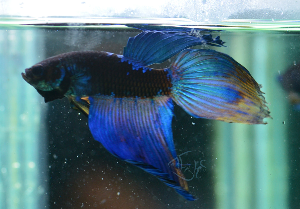 Avatar Veiltail Male