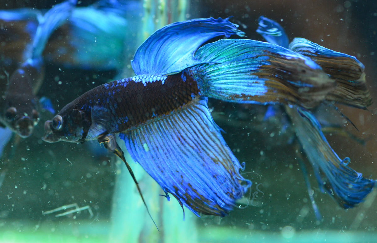Avatar Veiltail Male