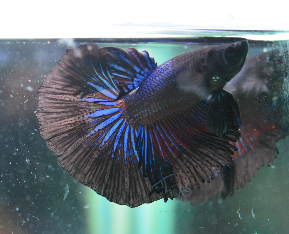 Blue Black Halfmoon Male