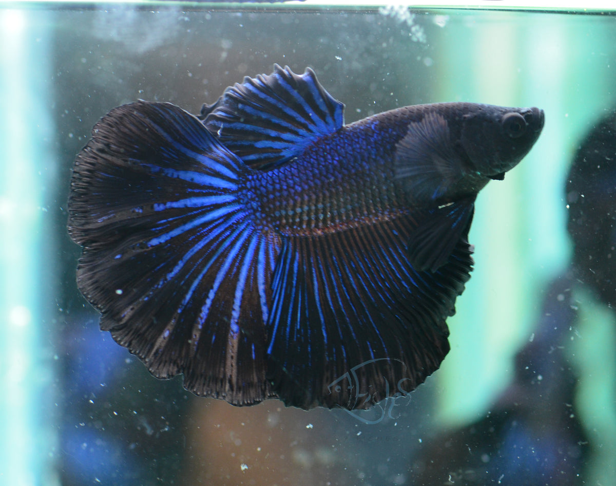 Blue Black Halfmoon Male