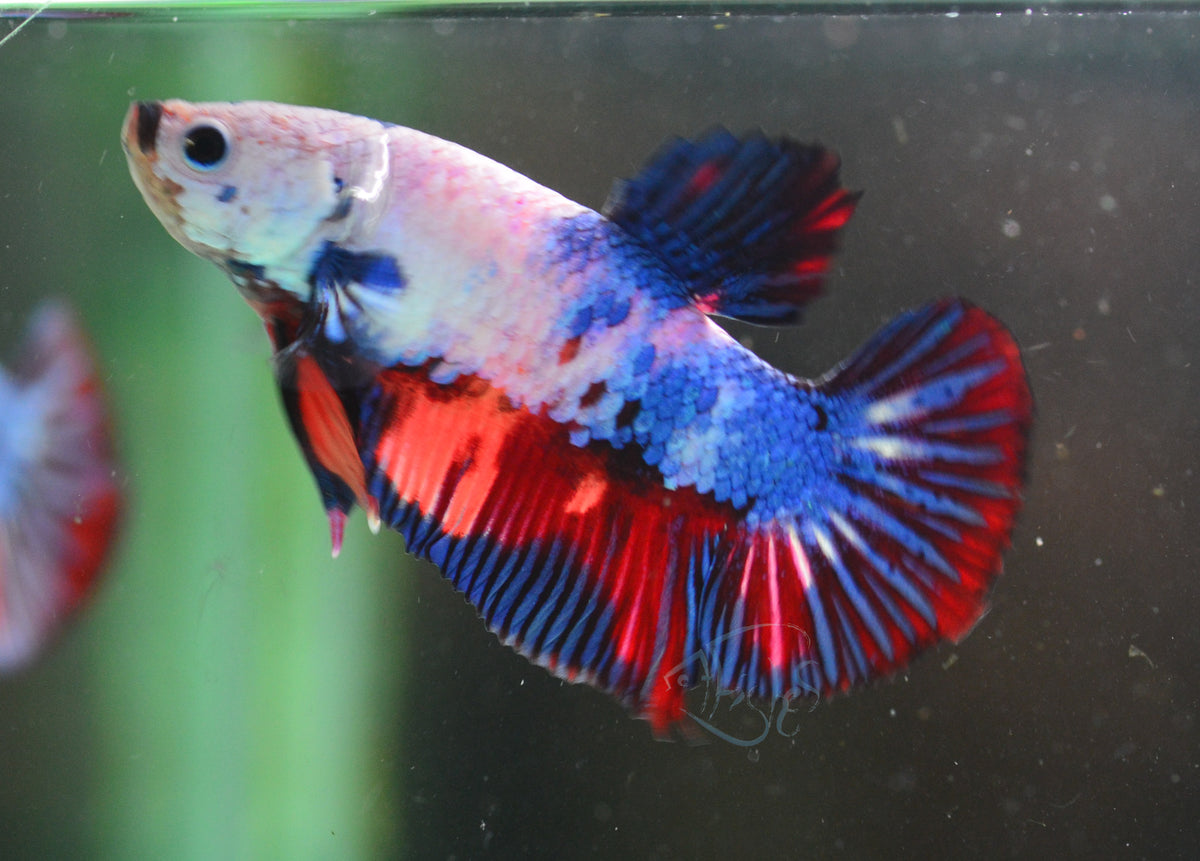 Candy HMPK Male