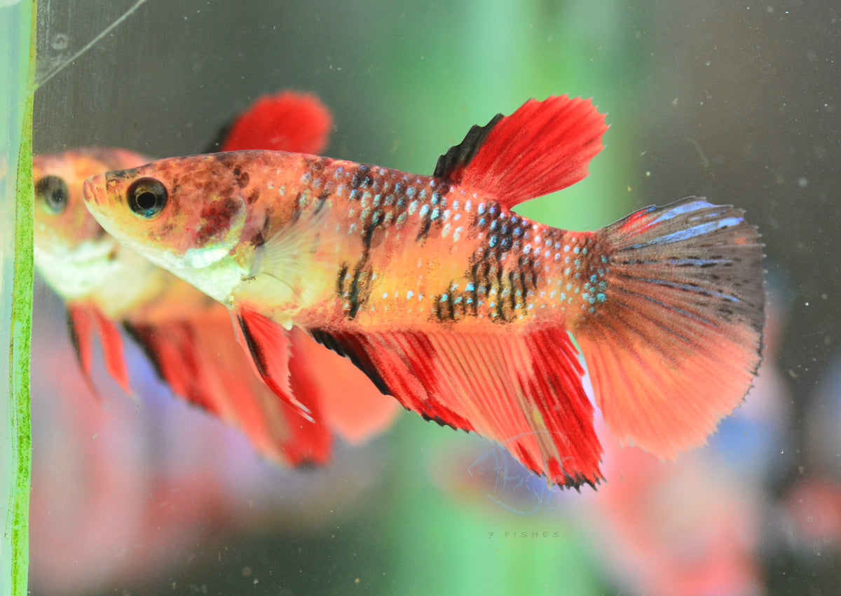 Giant Nemo Delta-tail Female