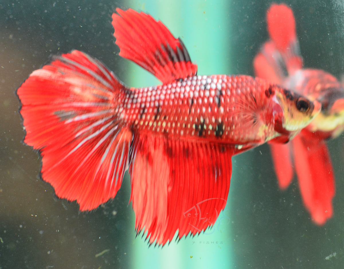 Giant Red Koi Delta-tail Female