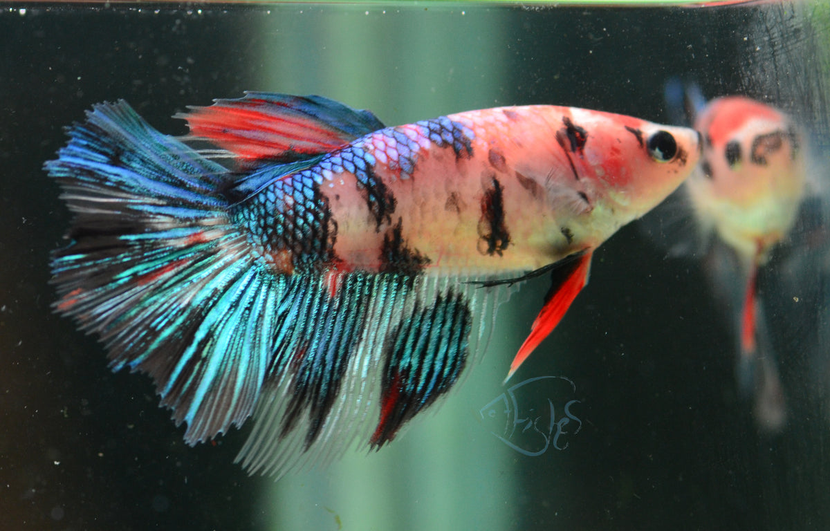 Giant Koi Delta-tail Female