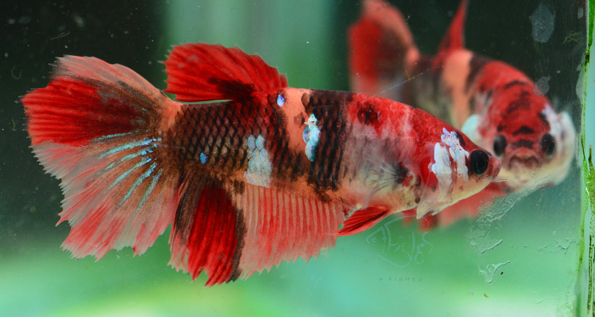 Giant Nemo Delta-tail Female