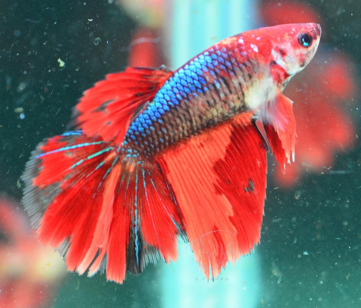 Giant Nemo Fancy Delta-tail Female