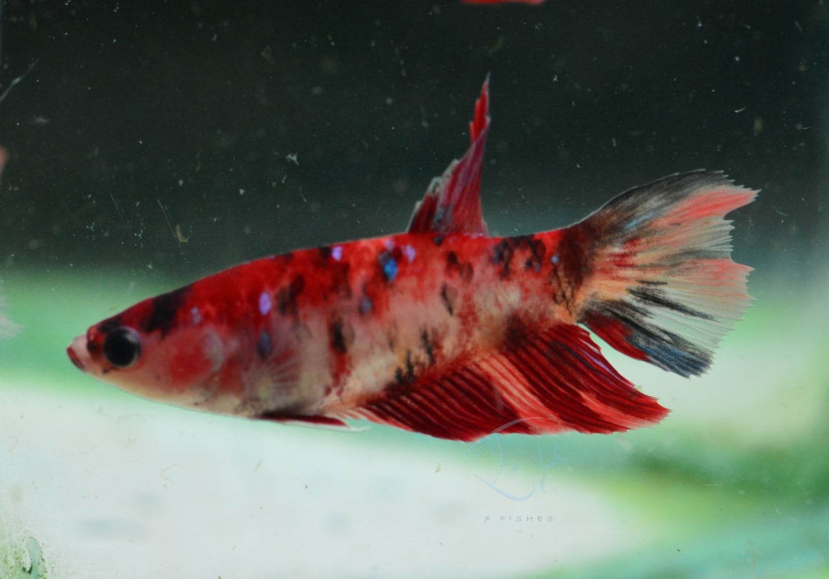 Giant Nemo Delta-tail Female