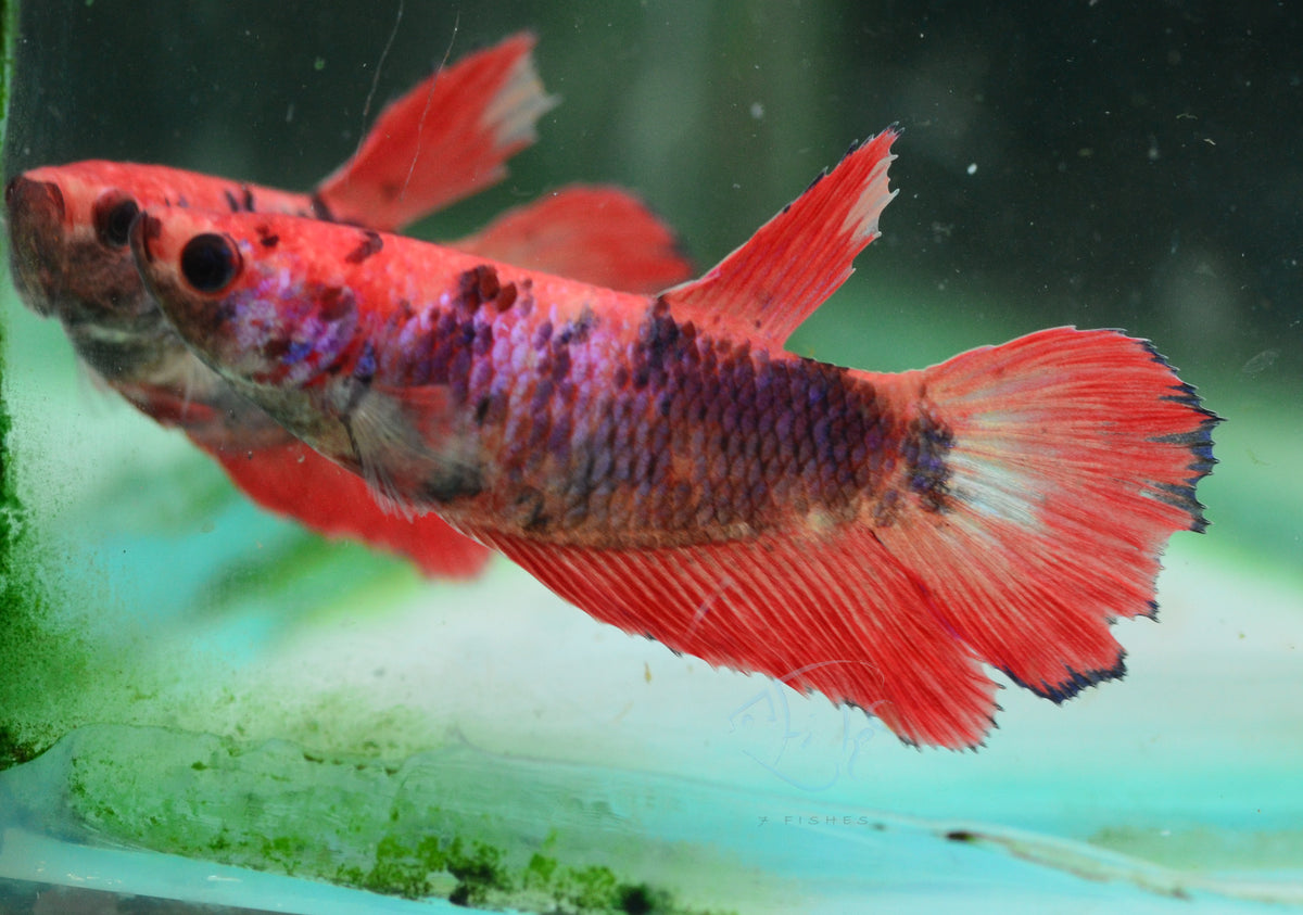 Giant Nemo Delta-tail Female