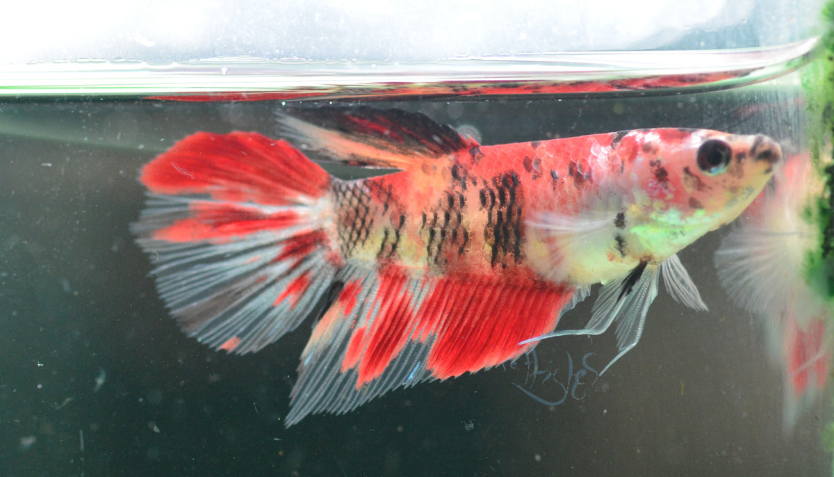 Giant Koi Delta-tail Female