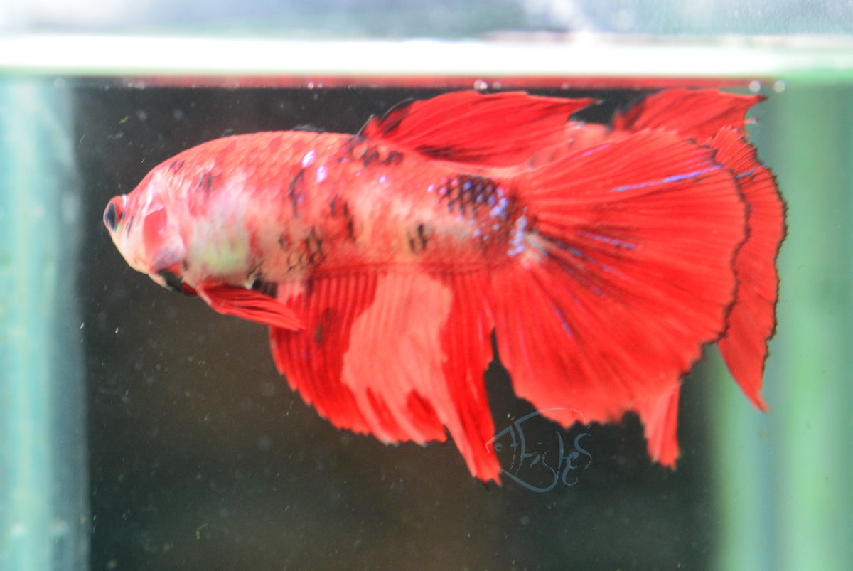 Giant Nemo Delta-tail Female