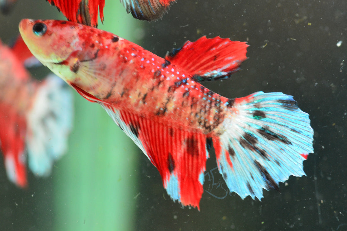 Giant Red Koi Delta-tail Female