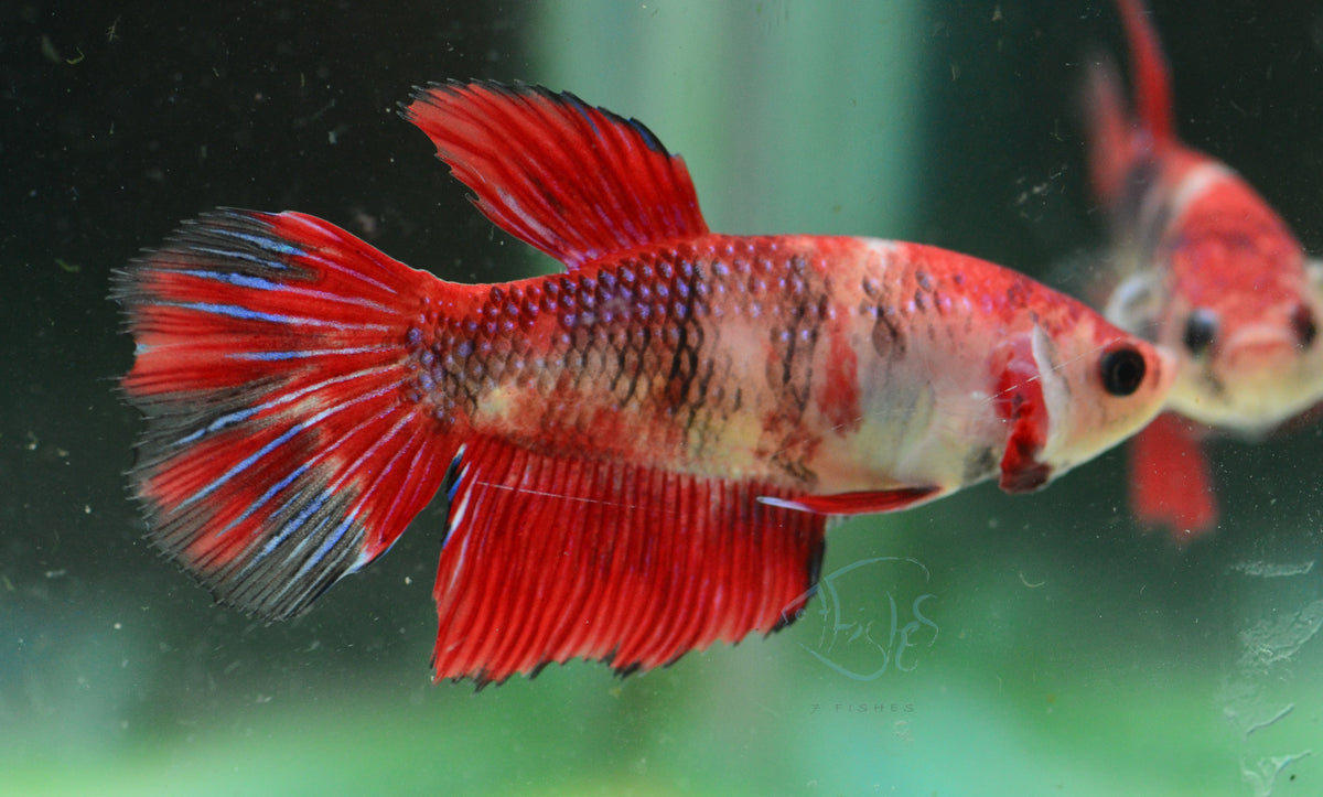 Giant Red Koi Delta-tail Female