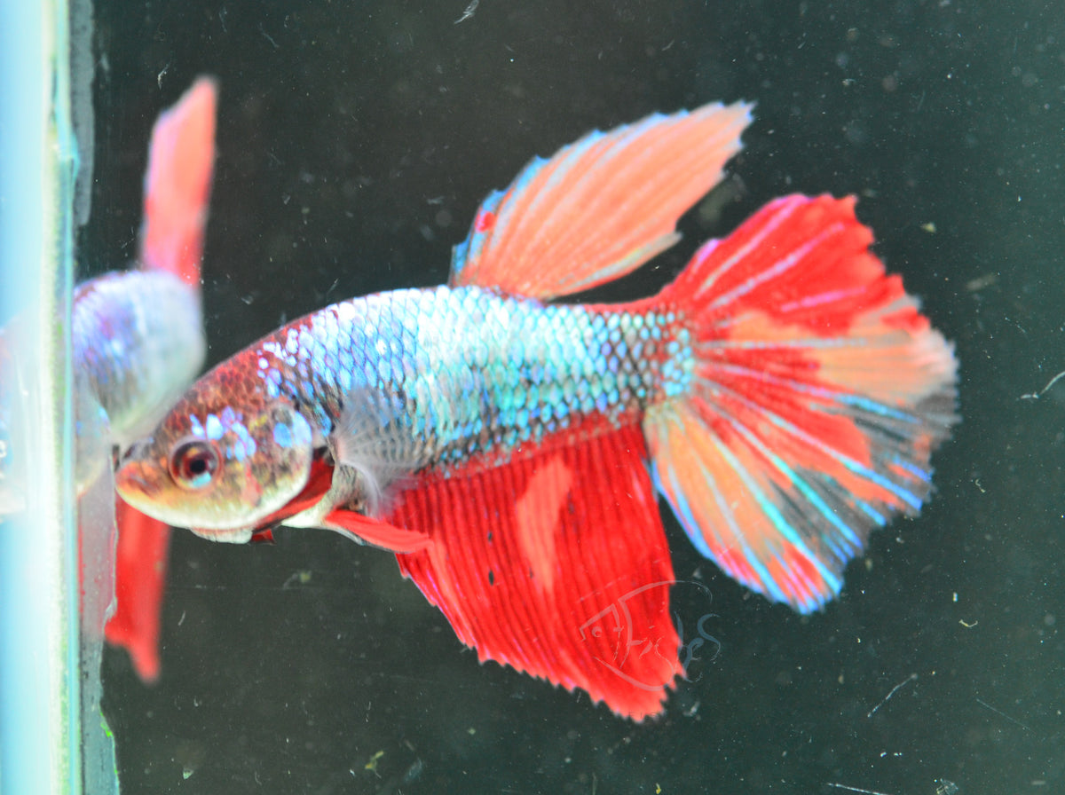 Giant Nemo Fancy Delta-tail Female