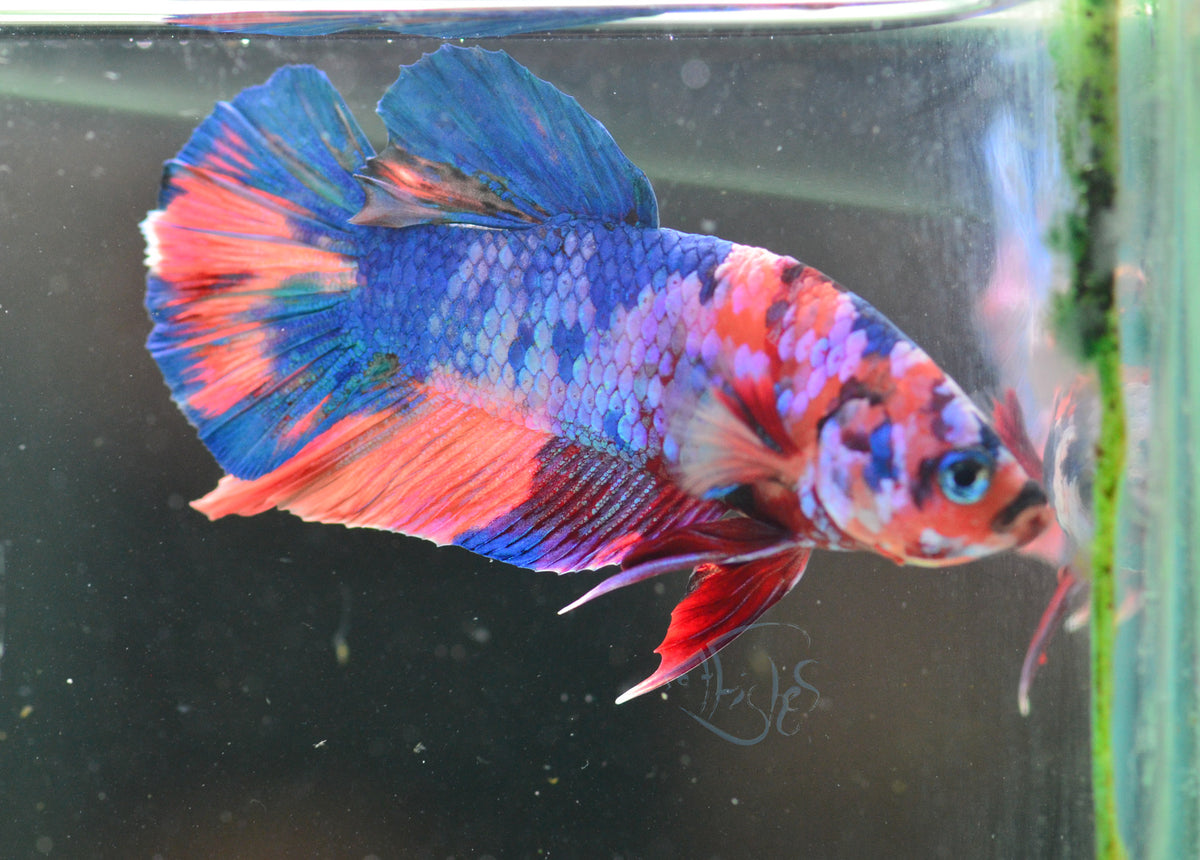 Candy HMPK Male