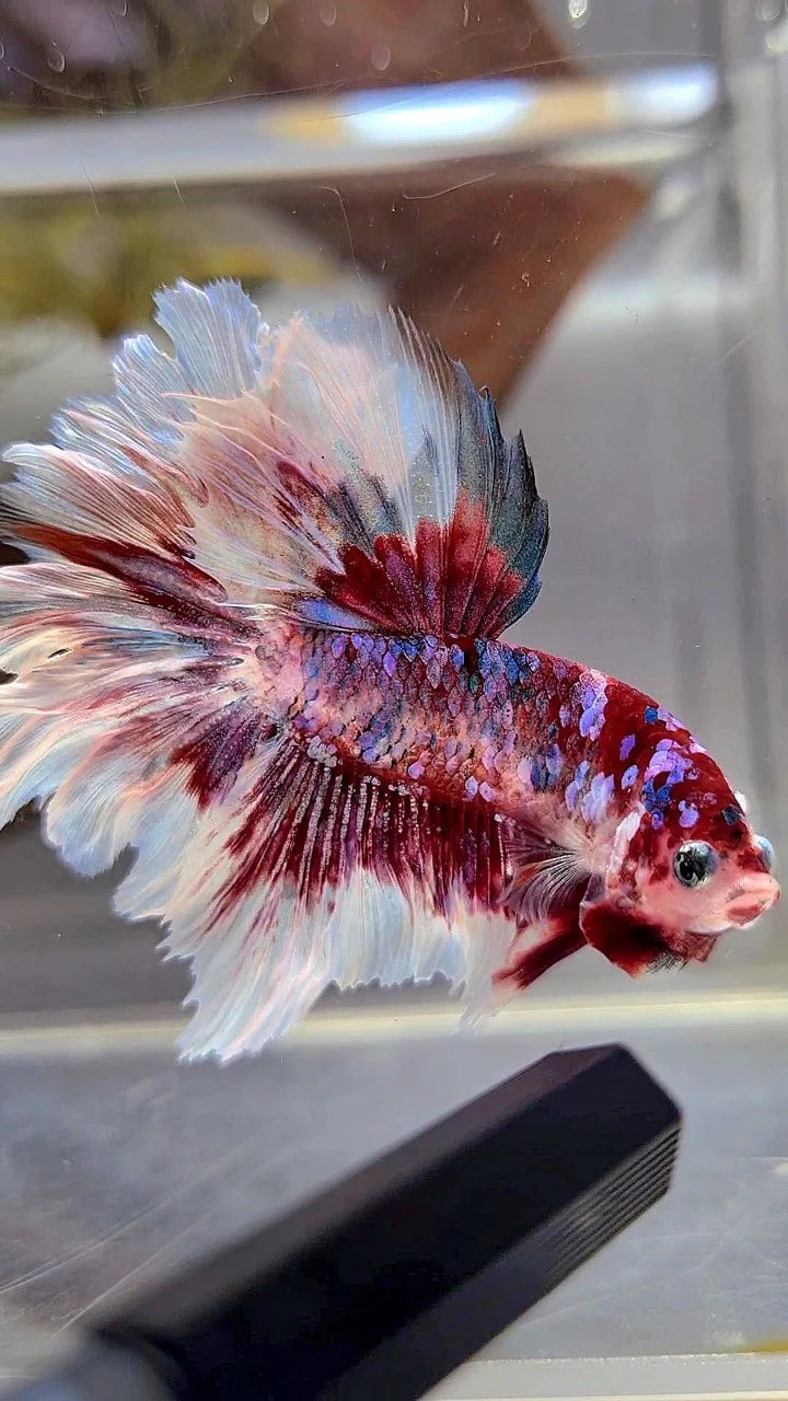 Assorted Red Snow Galaxy Delta-tail Male