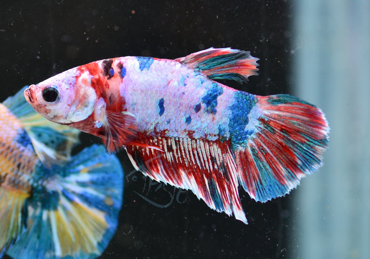 Fancy HMPK Male