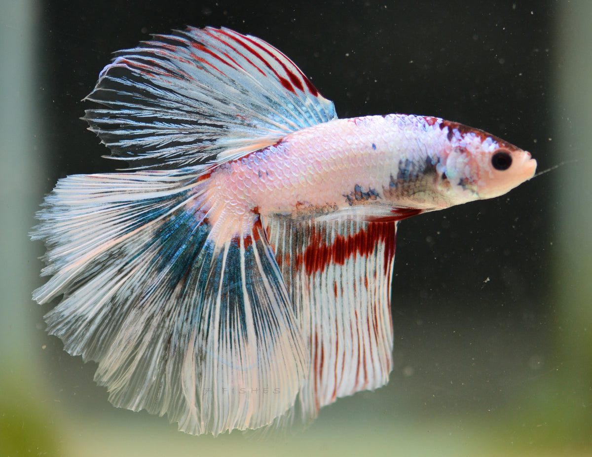 Marble Delta-tail Male