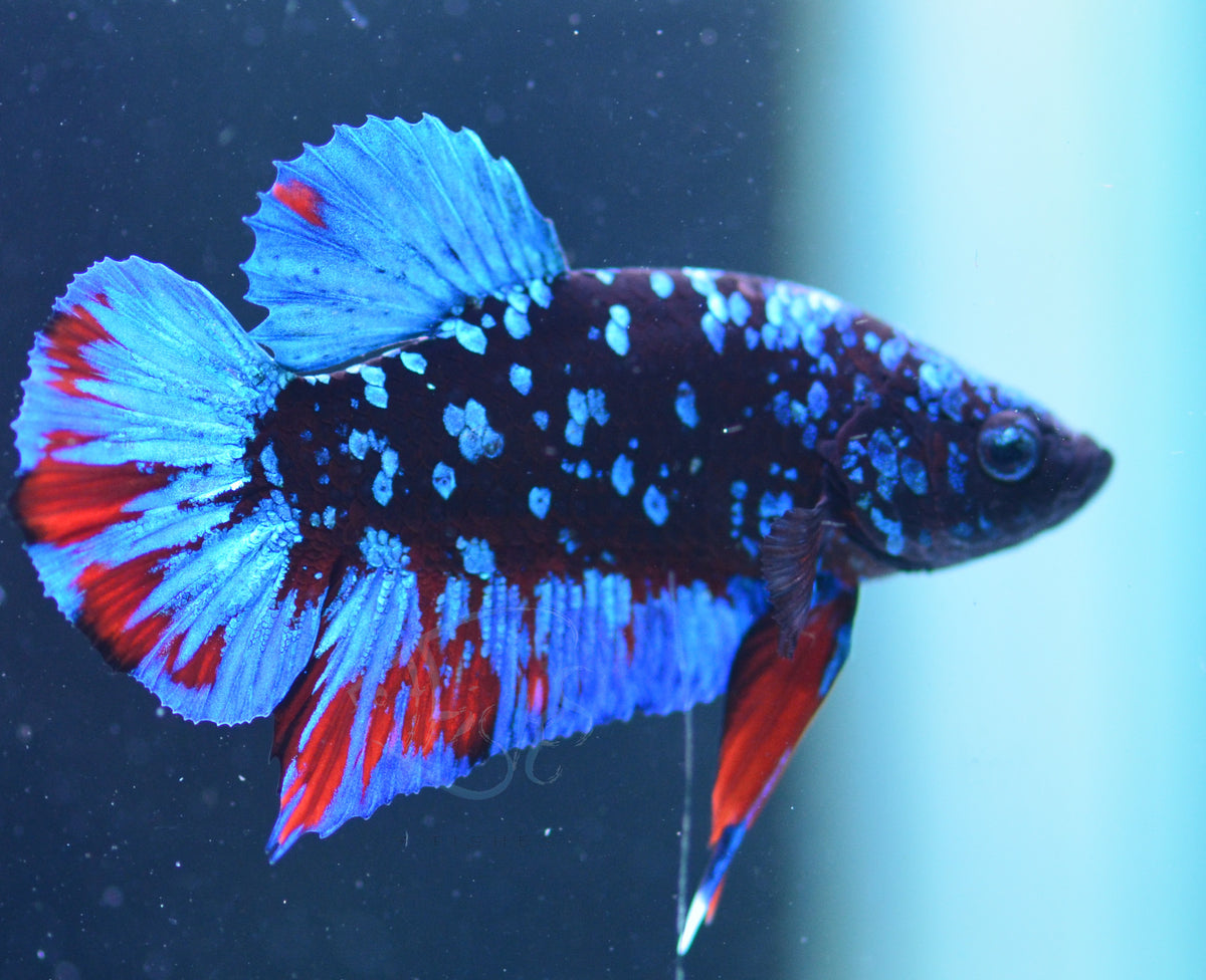 Black Galaxy Plakat Male