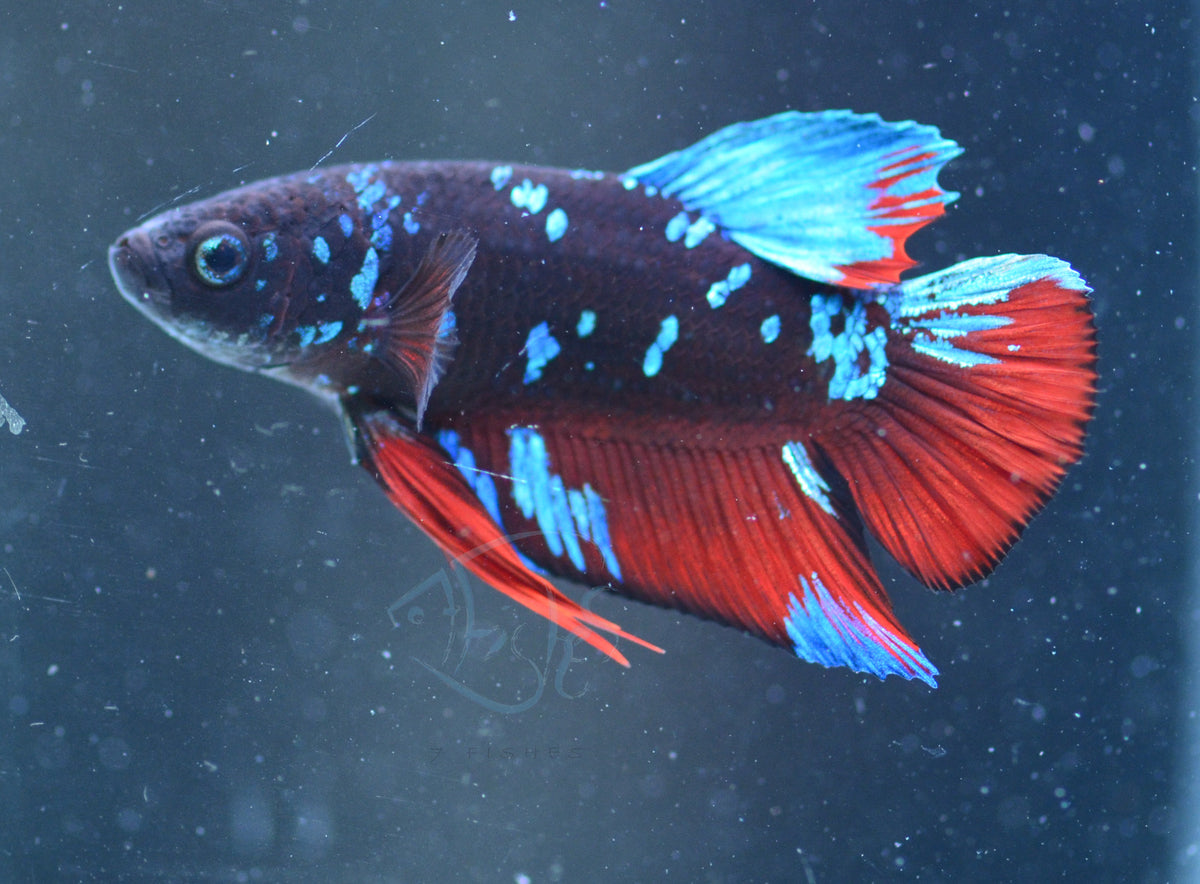 Black Galaxy Plakat Male