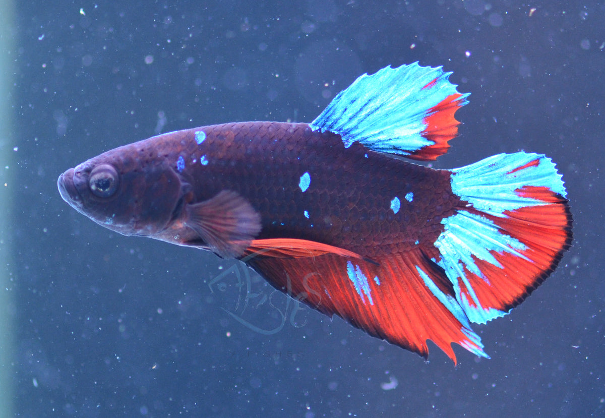 Black Galaxy Plakat Male