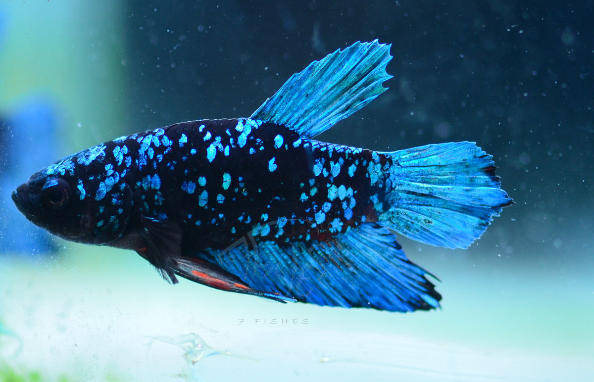 Black Galaxy Plakat Male