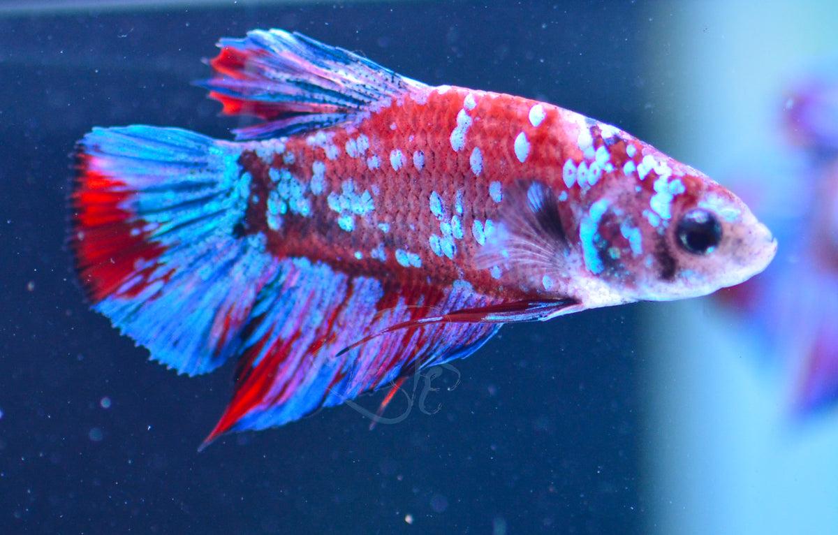 Red Galaxy Plakat Male