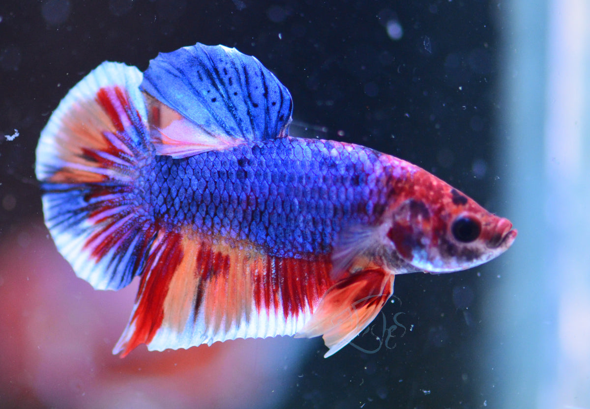 Multicolour HMPK Male