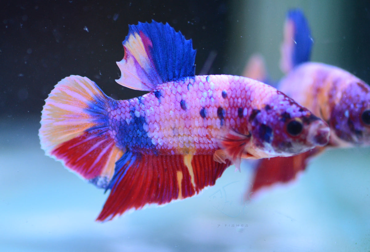 Multicolour HMPK Male