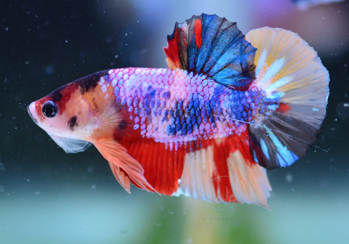 Multicolour HMPK Male