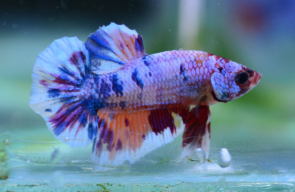 Multicolour HMPK Male