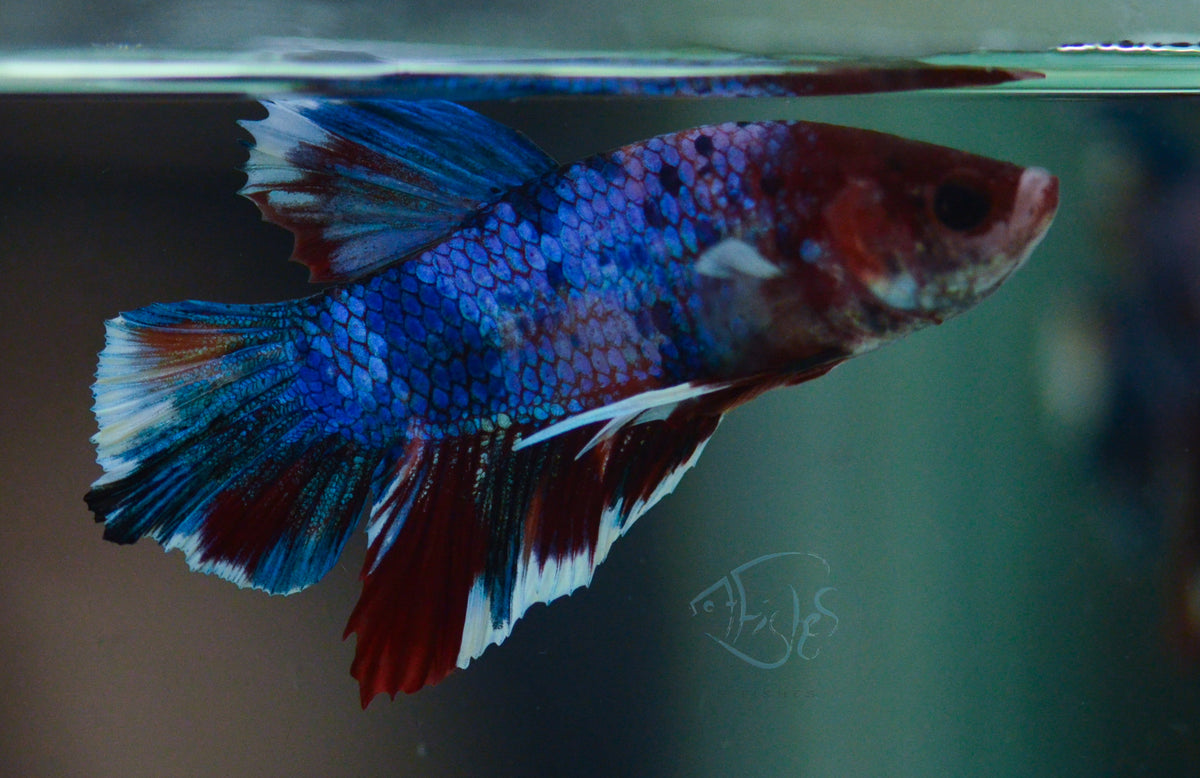 Multicolour HMPK Male