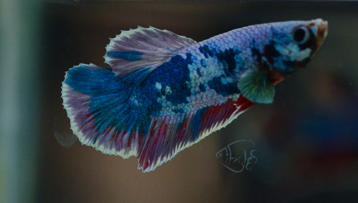 Multicolour HMPK Male