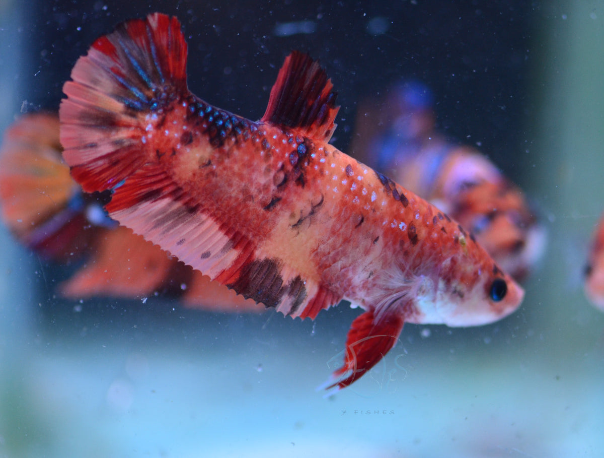 Giant Nemo HMPK Female