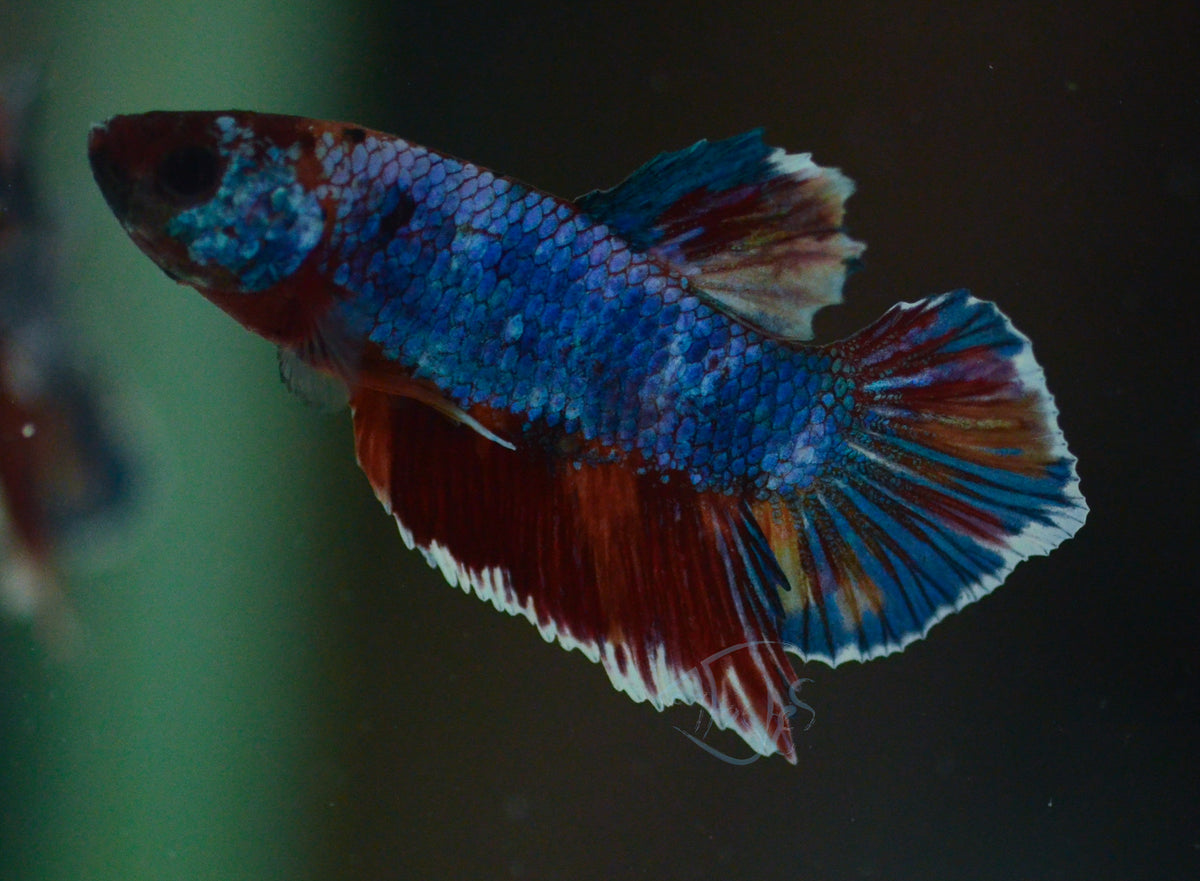 Multicolour HMPK Male