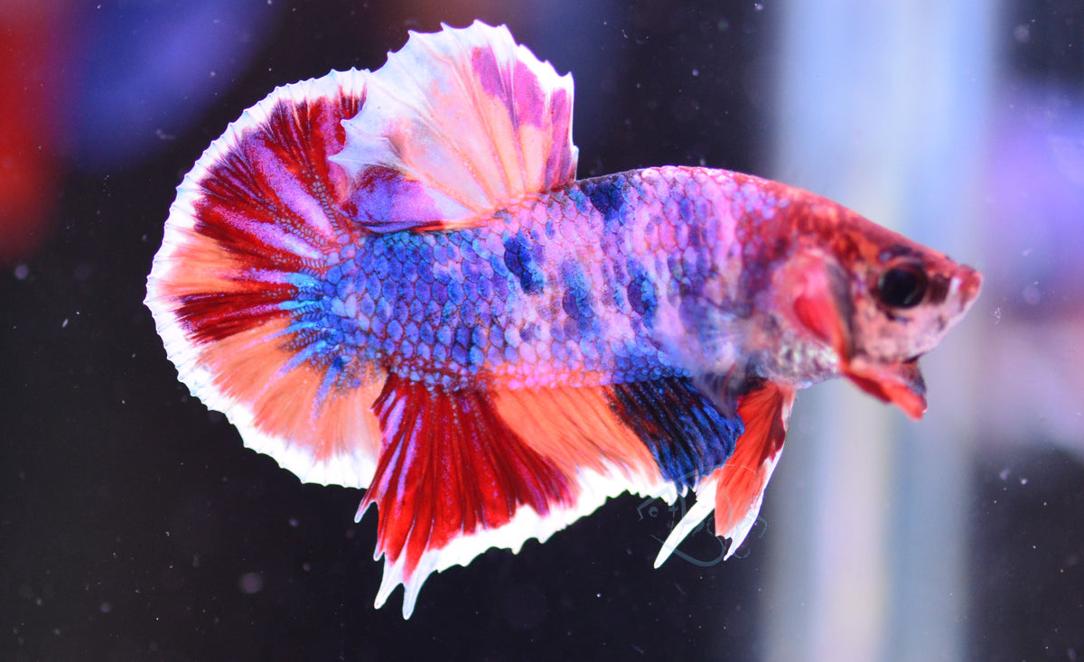 Multicolour HMPK Male