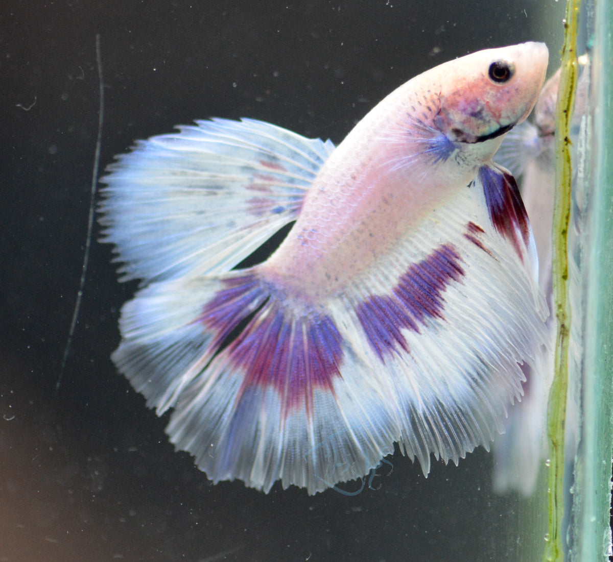 Purple Marble Delta-tail Male