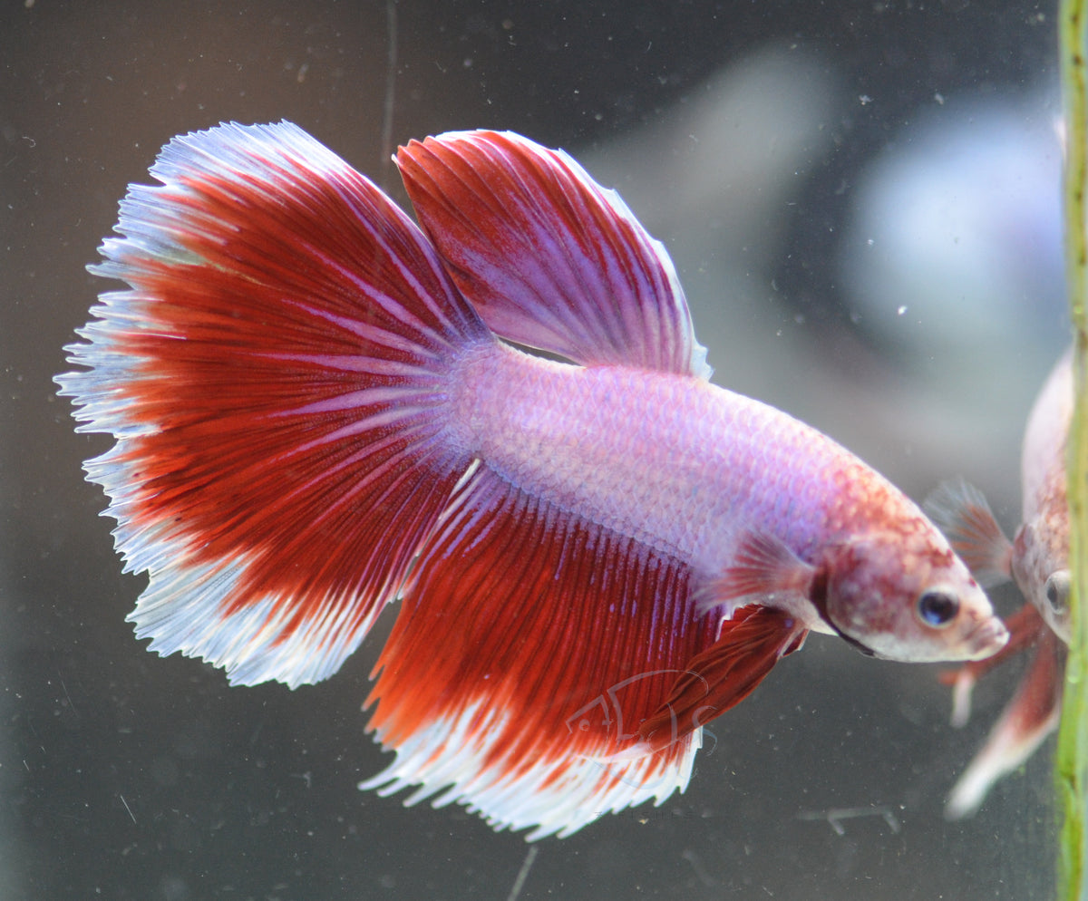 Pink Purple Delta-tail Male