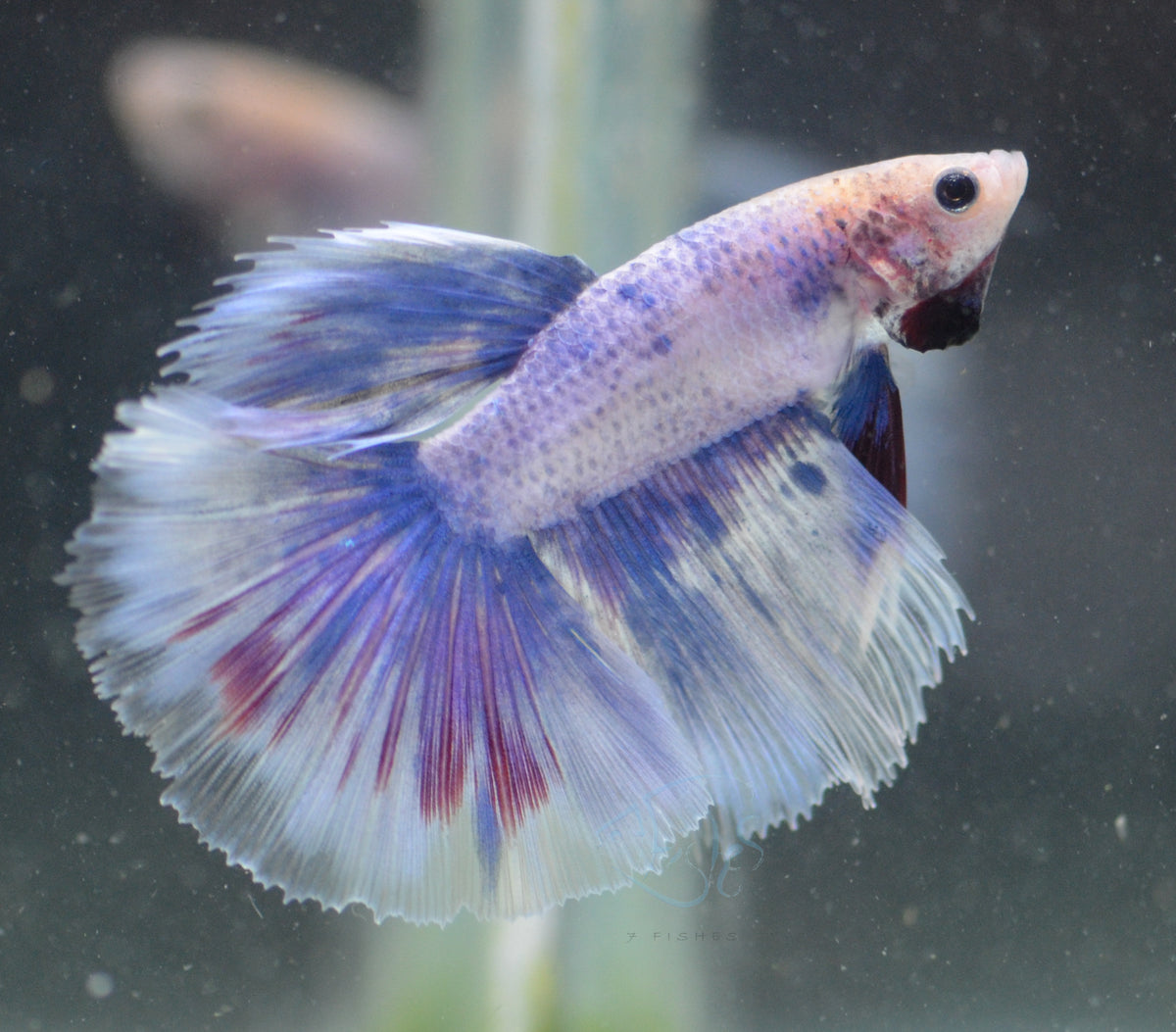 Purple Grizzle Delta-tail Male