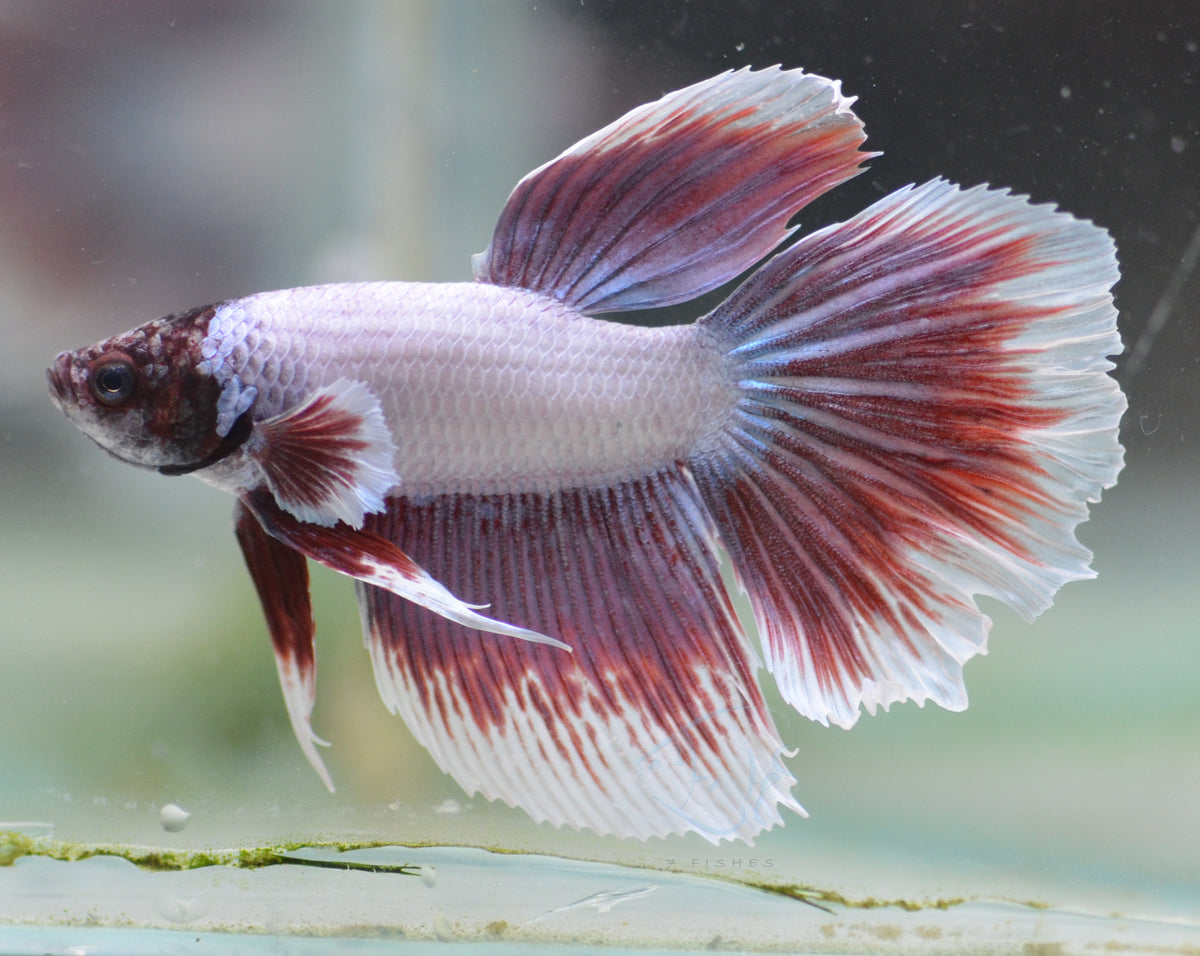 Purple Delta-tail Male