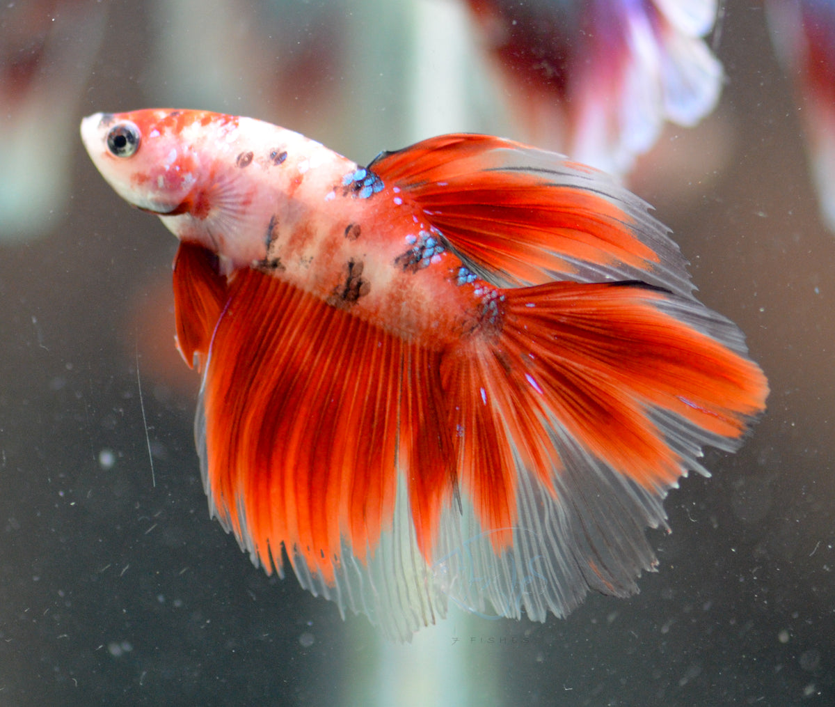 Red Koi Delta-tail Male