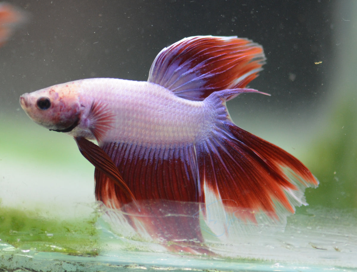 Cambodian Delta-tail Male