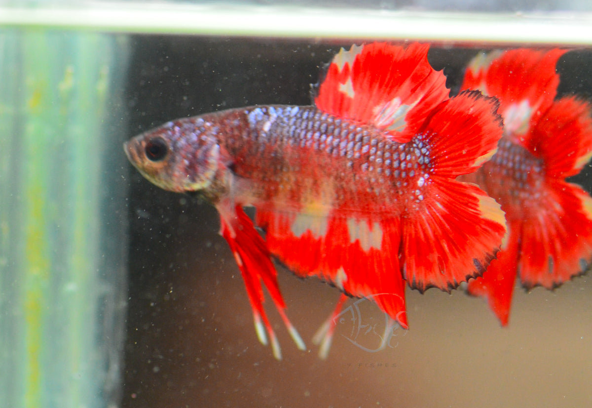 Orange Red Marble DTPK Male