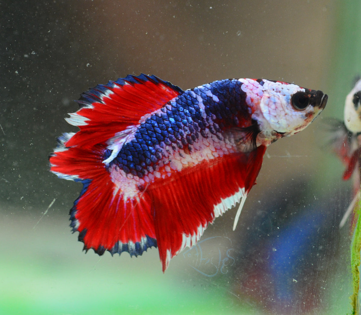 Marble DTPK Male